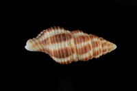 藏品(紅斑塔旋螺)的圖片